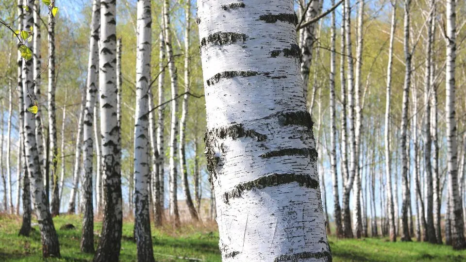 Фото: istockphoto.com