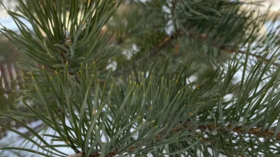 Фото: REGIONS/Мария Толстикова