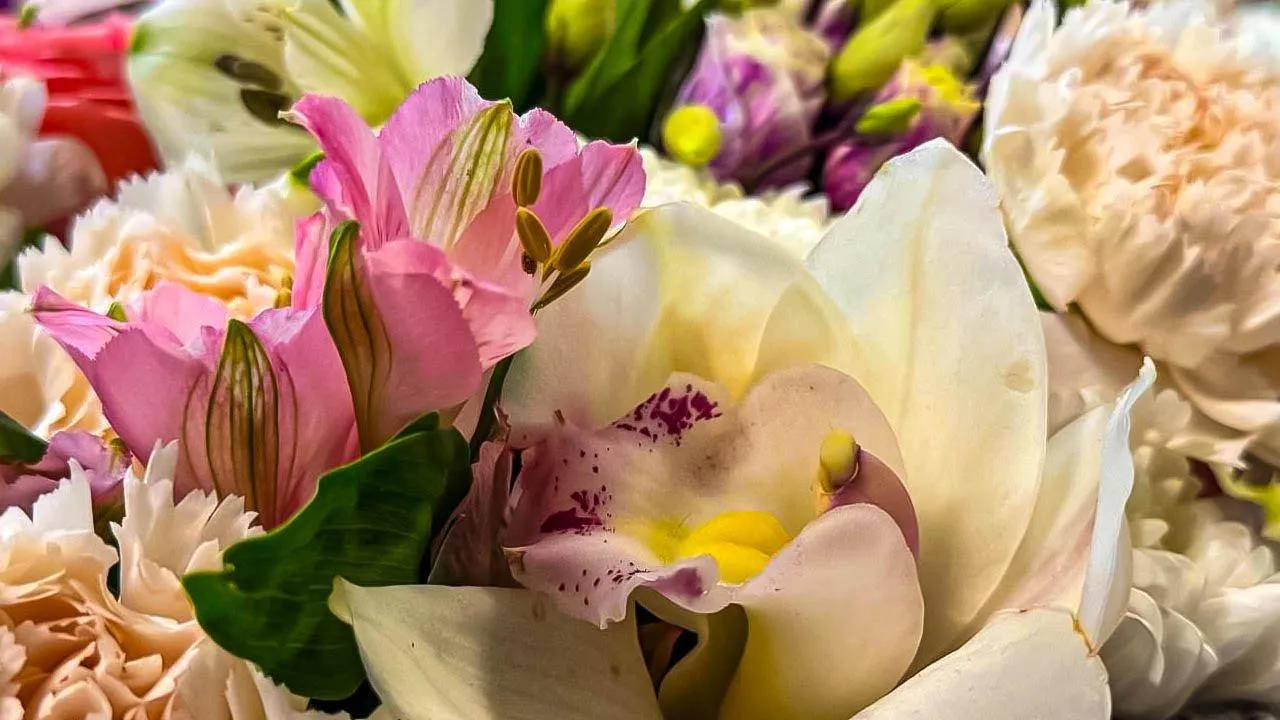 REGIONS/Дарина Левкина