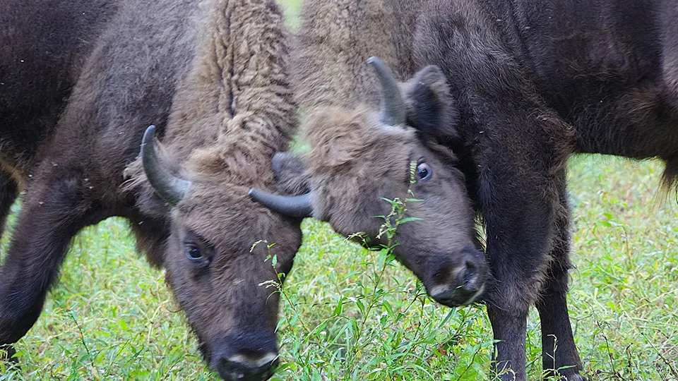 Фото: Приокско-Террасный заповедник/Ольга Калинина