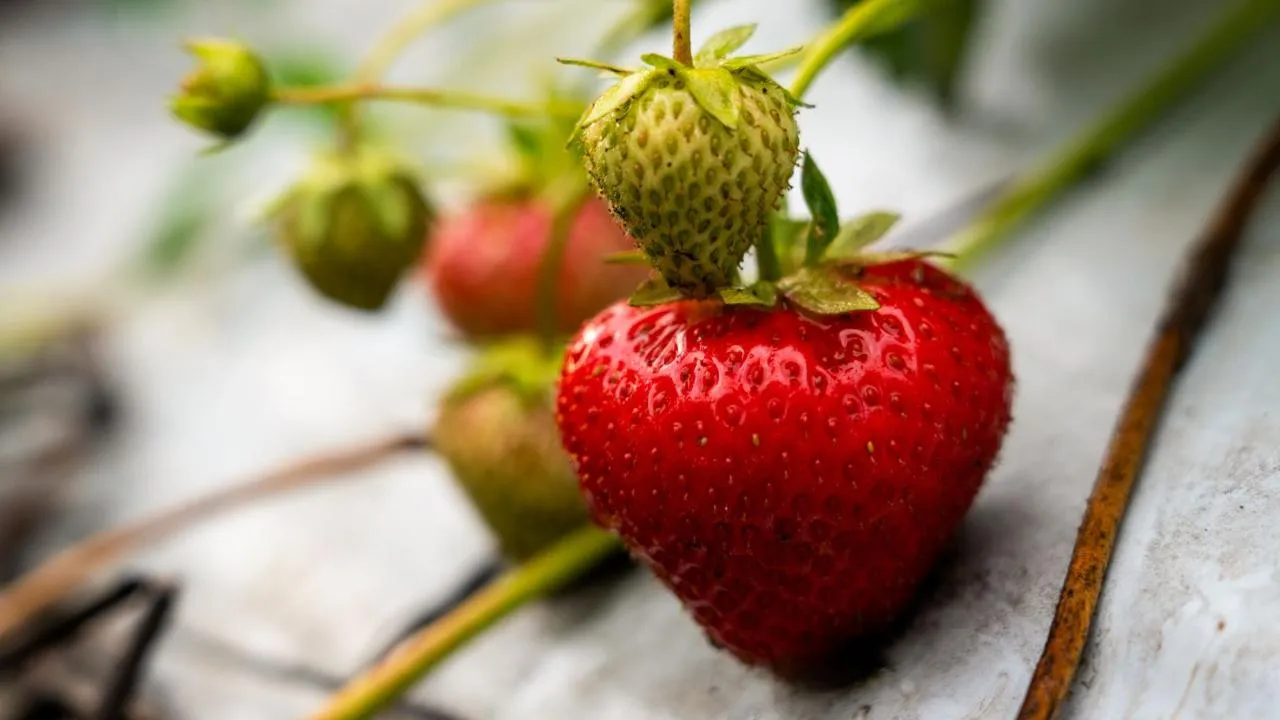 медиасток.рф