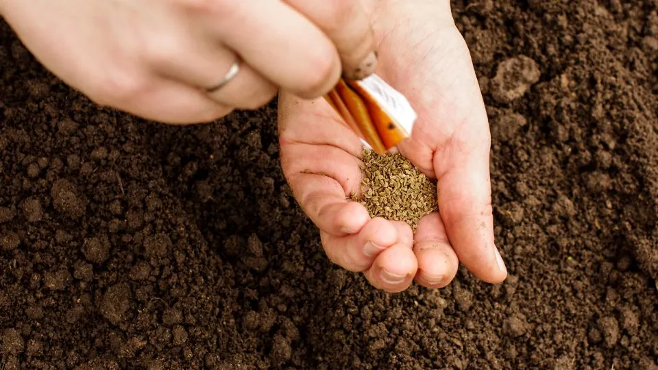 Фото: istockphoto.com/audriusmerfeldas