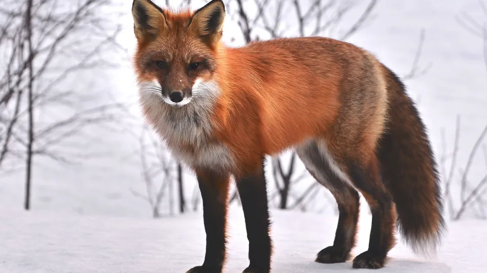 Фото: pxhere.com