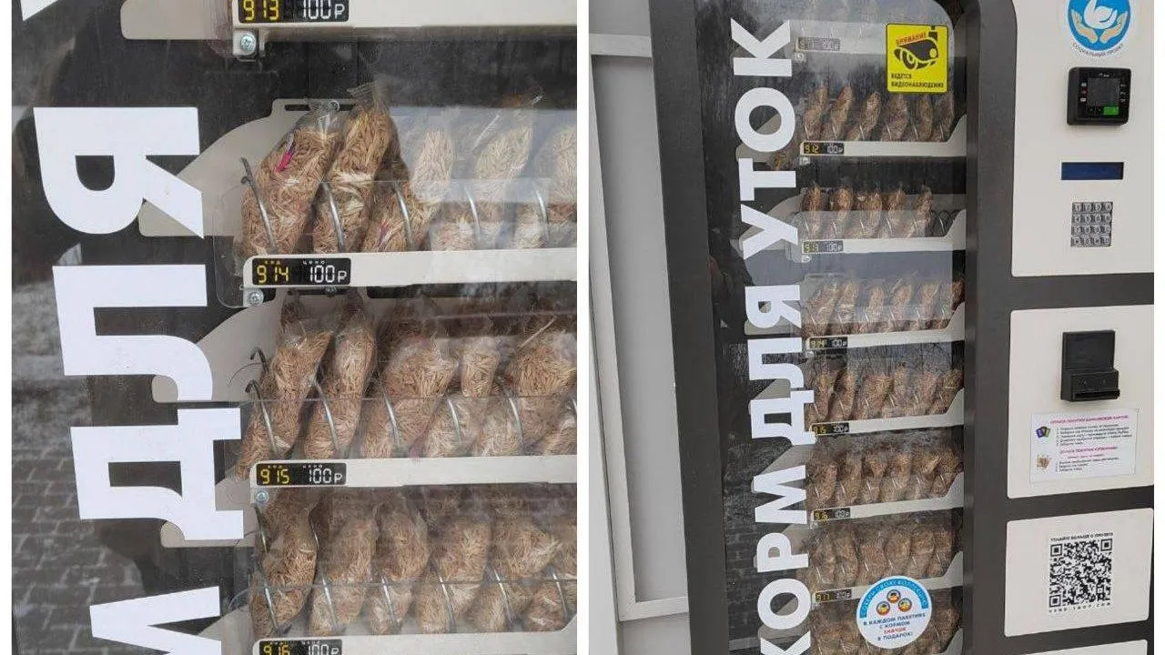 Корм для уточек. Фото: ТГ-канал «Видный город».