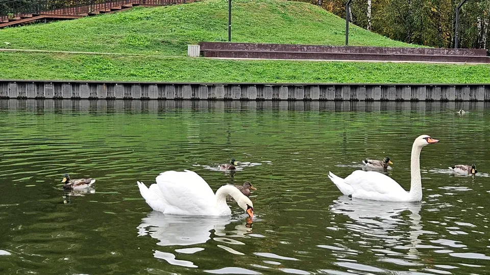 Фото: МедиаБанк Подмосковья/Вероника Горбачева