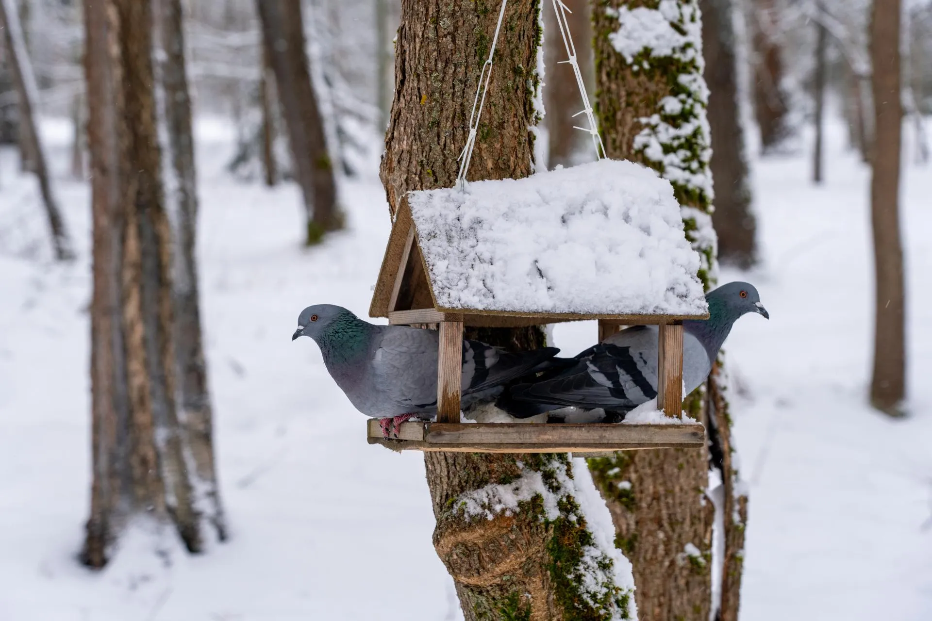 медиасток.рф