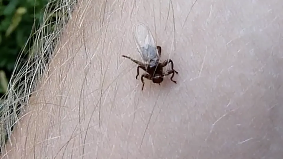 Фото: rutube.ru/Лесной аромат грибов