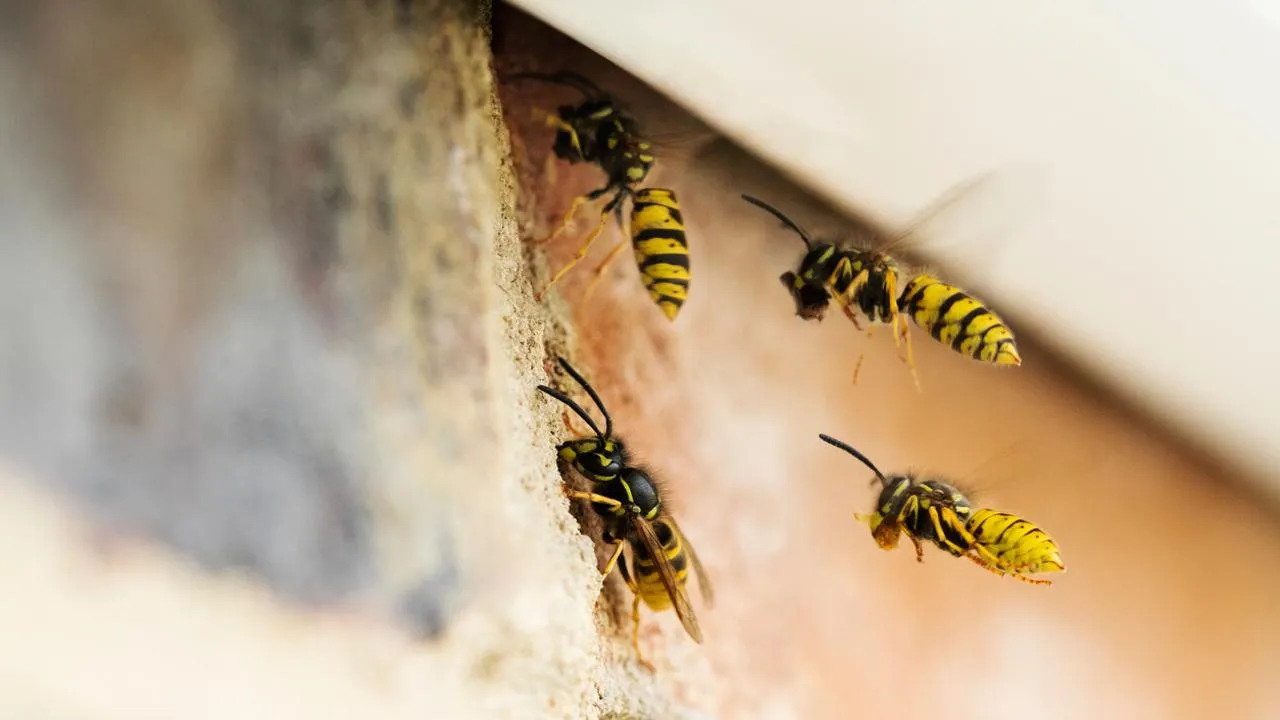 Осы решили не зимовать в декабре: эксперт дала советы по «борьбе» с жужжащими и неспящими
