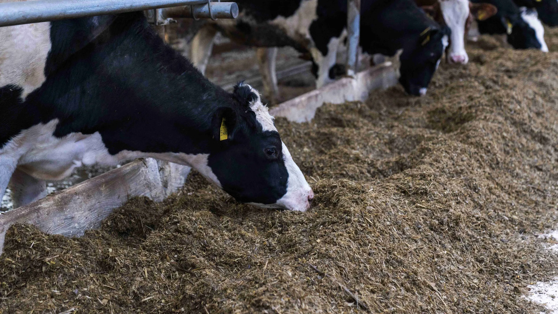 фото - Н. Надточая