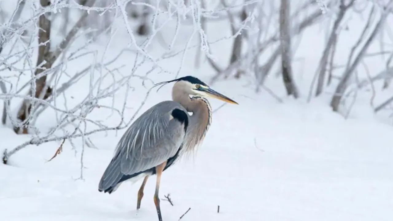 REGIONS/Сгенерировано нейросетью