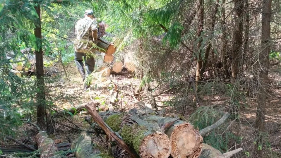 Фото: Орехово-Зуевский филиал ГАУ МО «Мособллес»