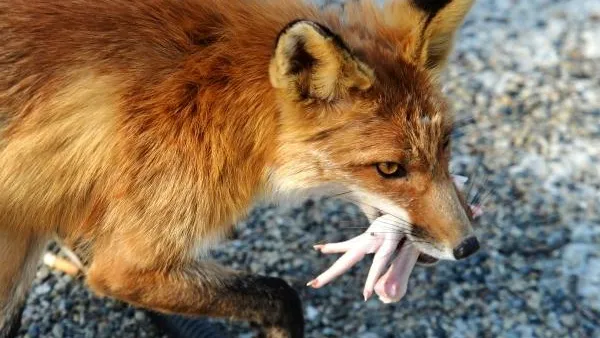 В Москве участилось появление лис