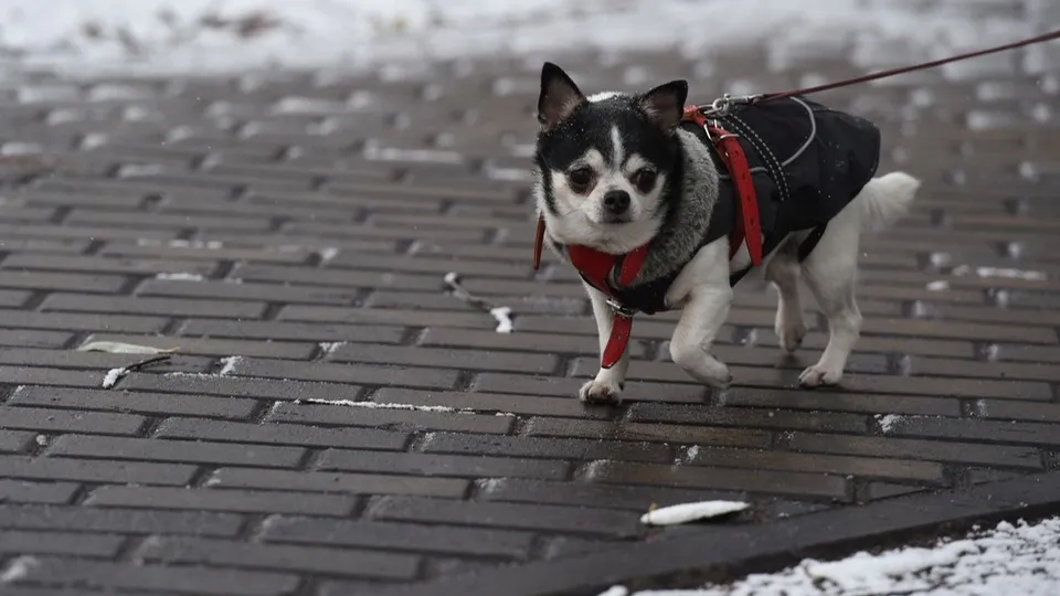 Фото: медиасток.рф