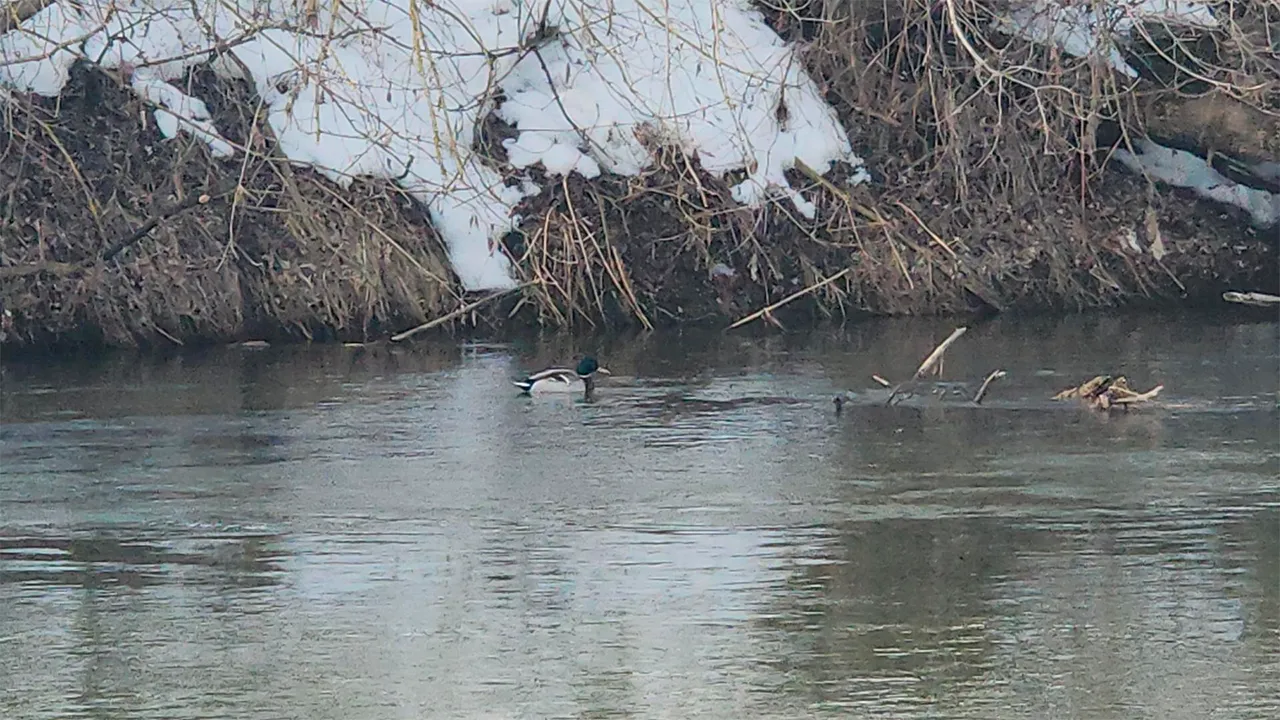 Маргарита Орлова