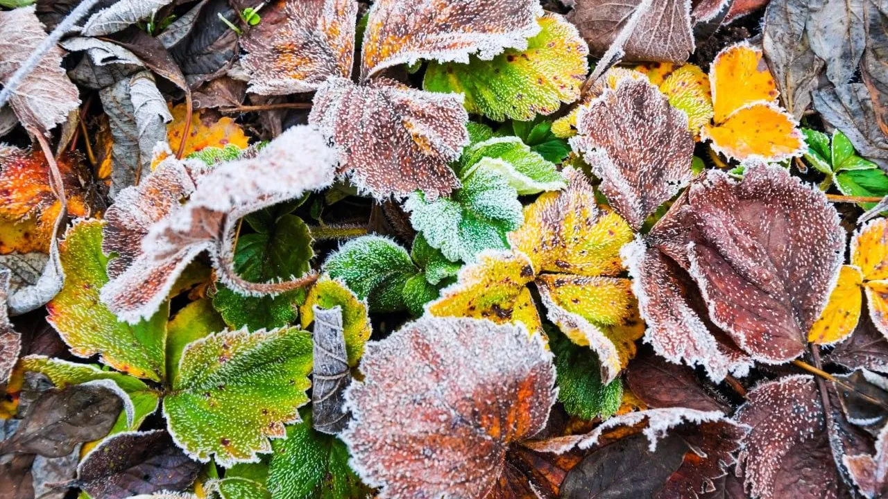 Пресс-служба администрации Красногорска