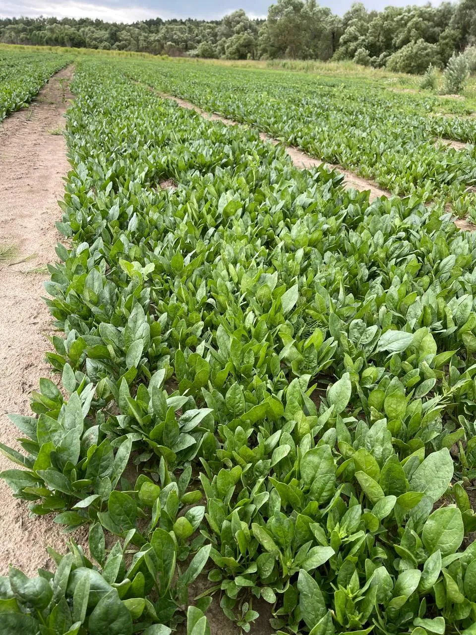 Фото: Андрей Семибратов