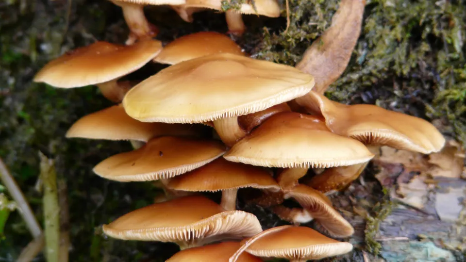 Фото: pxhere.com