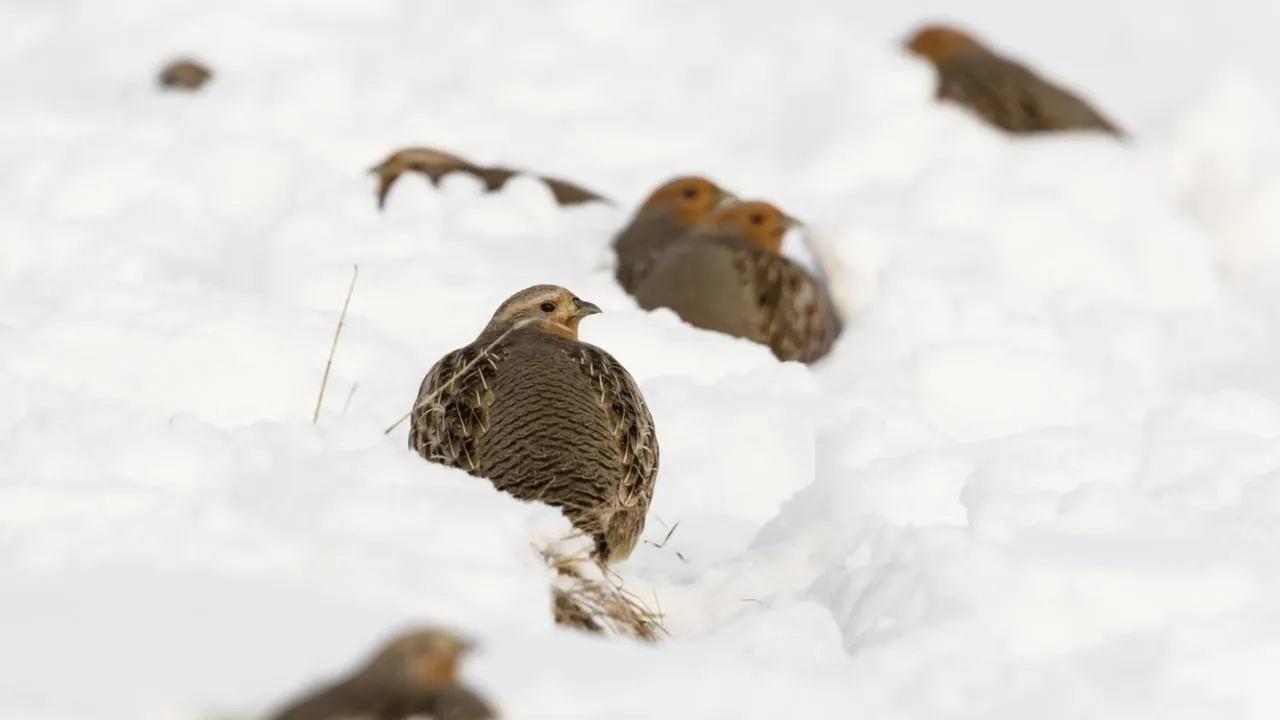 Охота из квартиры: стая куропаток «оккупировала» подоконник в Звенигороде