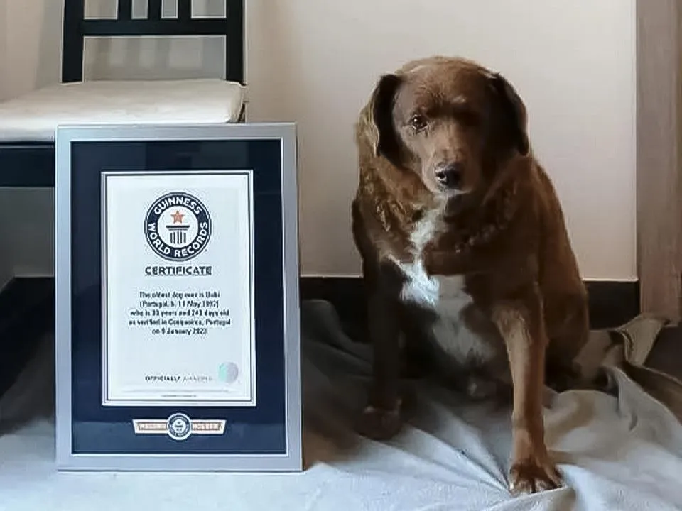 «Благодаря жизни в деревне»: выяснилось, как пес Боби дожил до 31 года