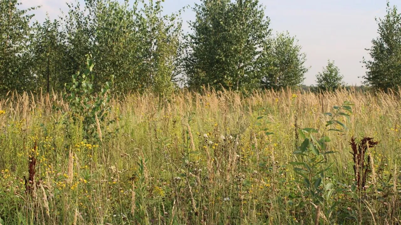 Фото Минимущества