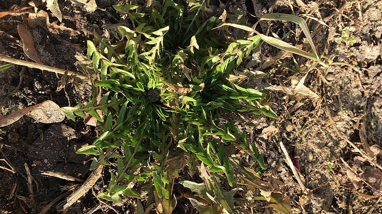 Андрей Синцов