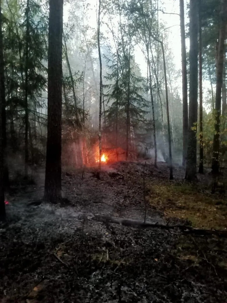 Фото: Комитет лесного хозяйства Московской области