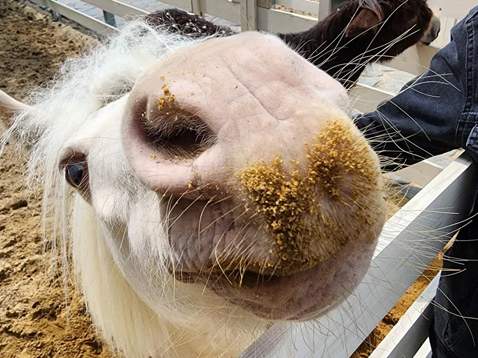 Соседи звездных коз. Фото: Андрей Семибратов