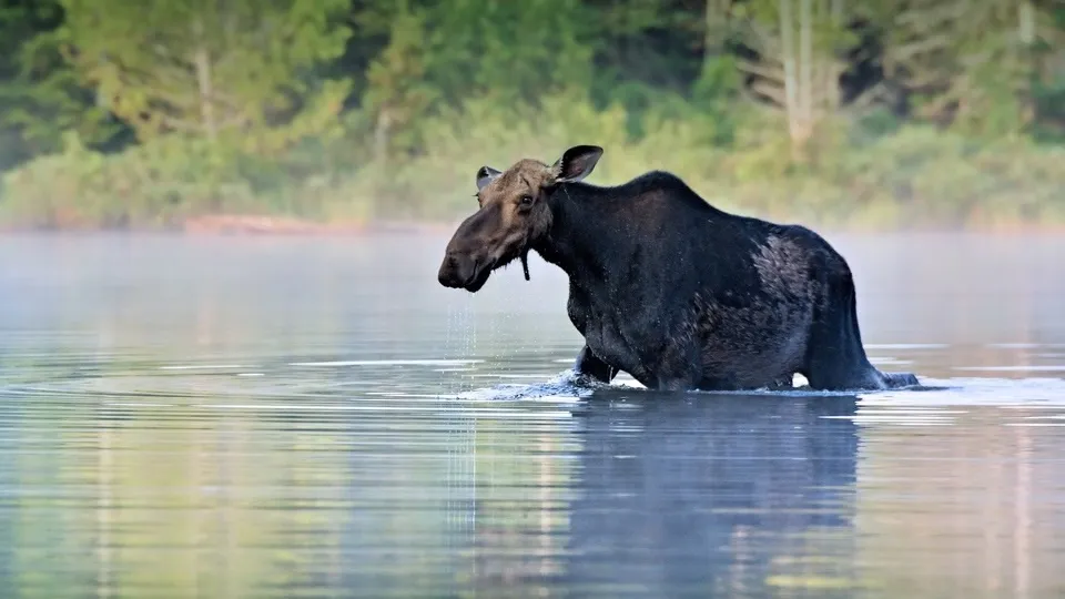 Фото: pxhere.com