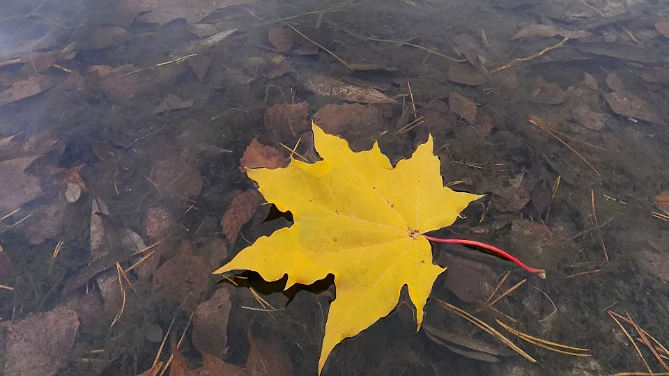 Фото: МедиаБанк Подмосковья/Марина Анисимова
