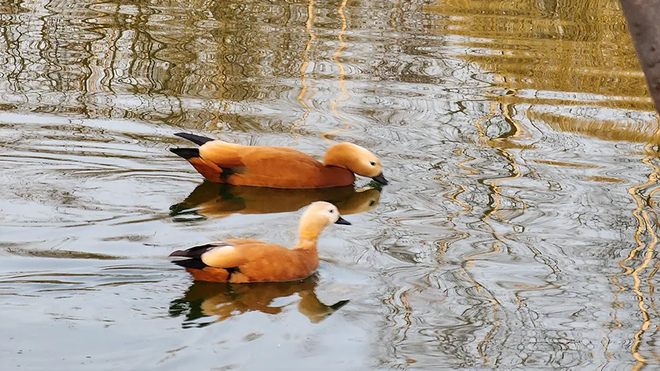 Фото: МедиаБанк Подмосковья/Роман Савельев