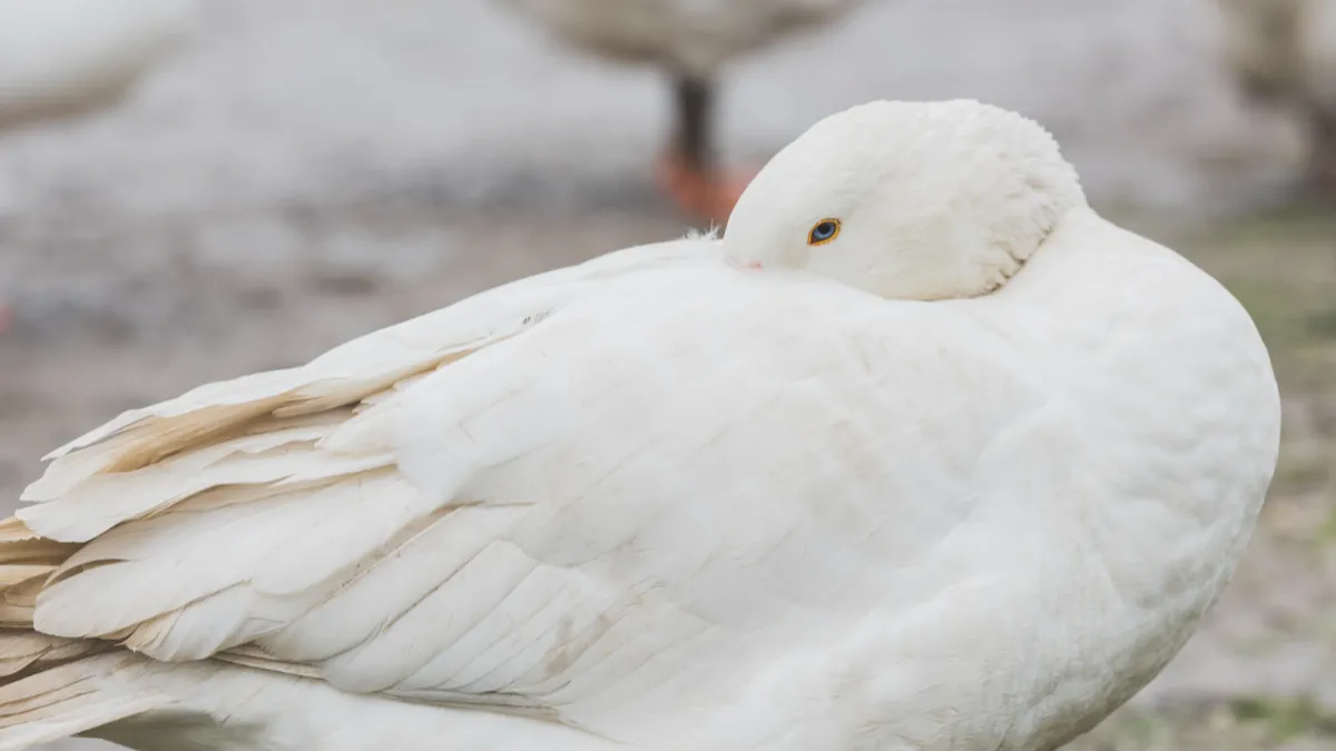 Фото: freepik.com / Специалистами Ветеринарной станции по городскому округу Домодедово и Подольску усилен контроль за соблюдением мер биологической безопасности на птицеводческих предприятиях, частном секторе и дикой фауне