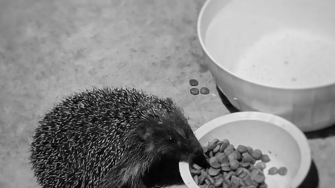 Фото: личный архив жительницы Видного