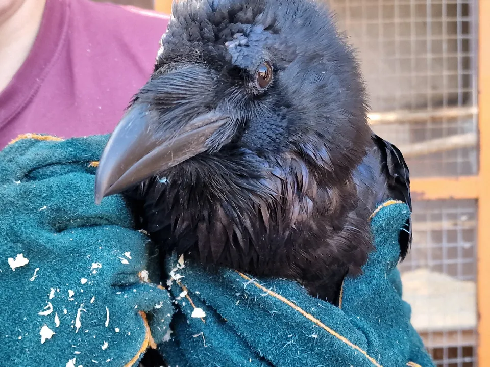 Фото: МедиаБанк Подмосковья/Виктория Фортуна