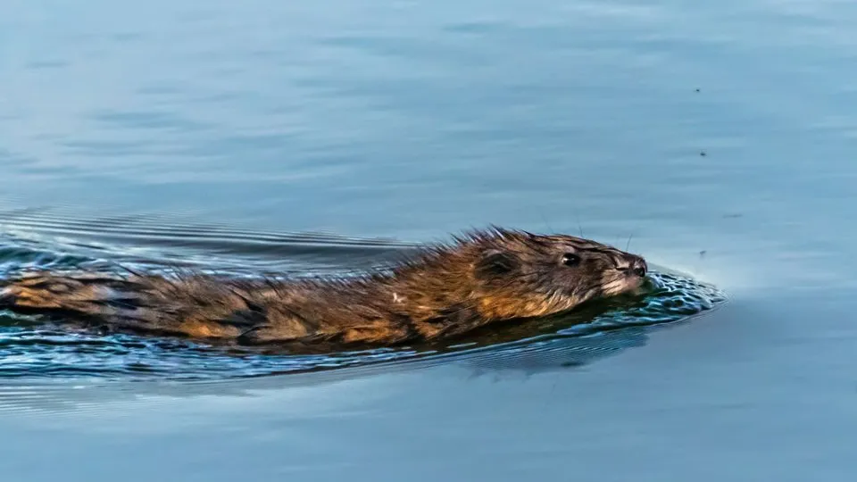 Фото: unsplash.com