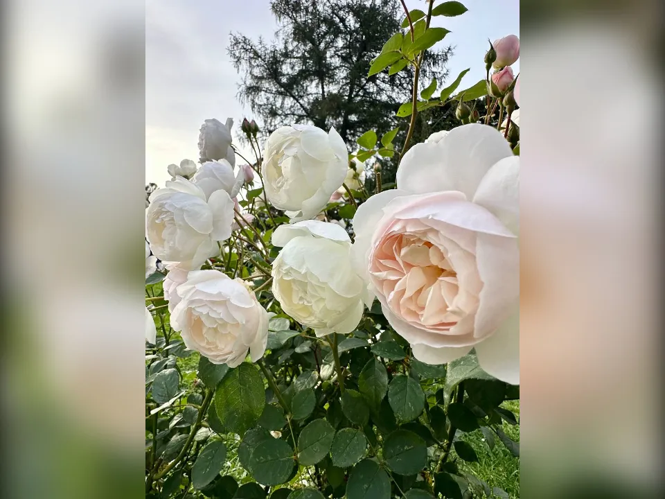 Фото: t.me/museumGorki