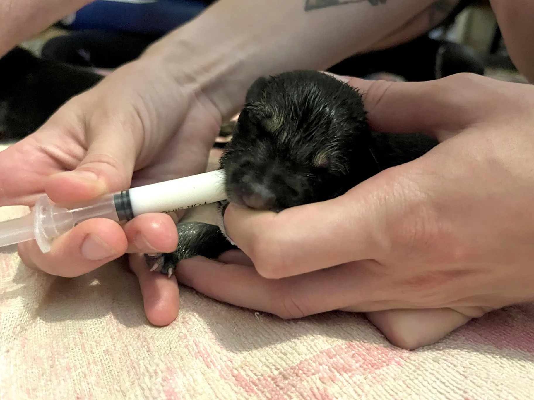 Фото: Анна Тюрюмина&nbsp; &nbsp; &nbsp; &nbsp;&nbsp;