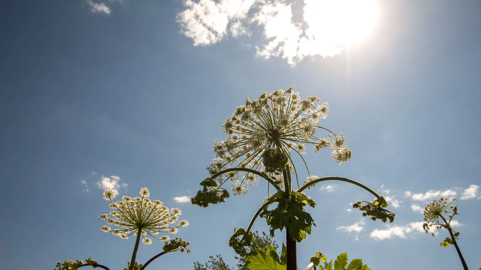 медиасток.рф