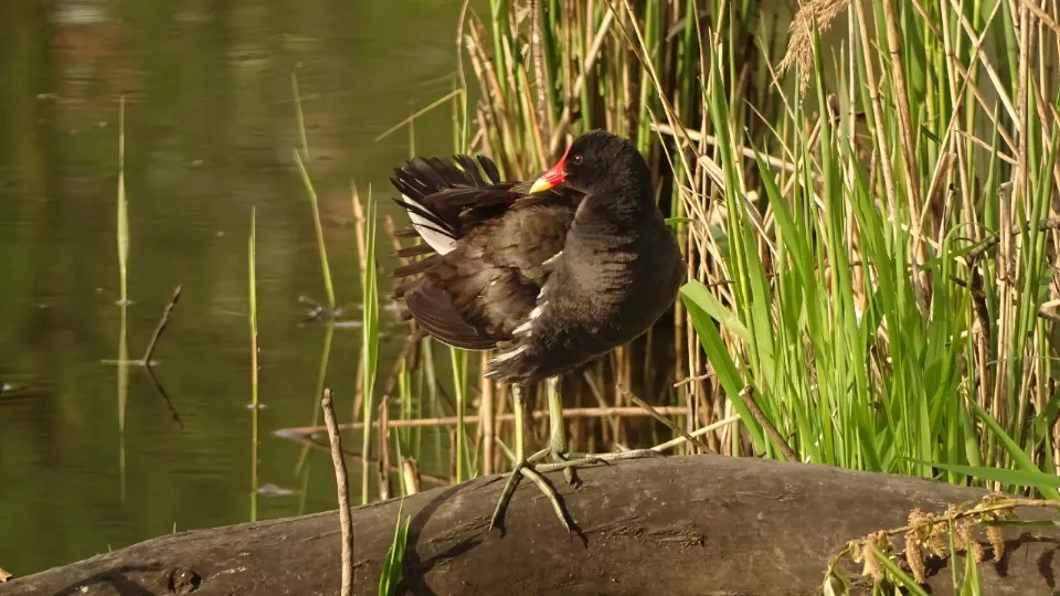 Фото: t.me/priroda_butovo