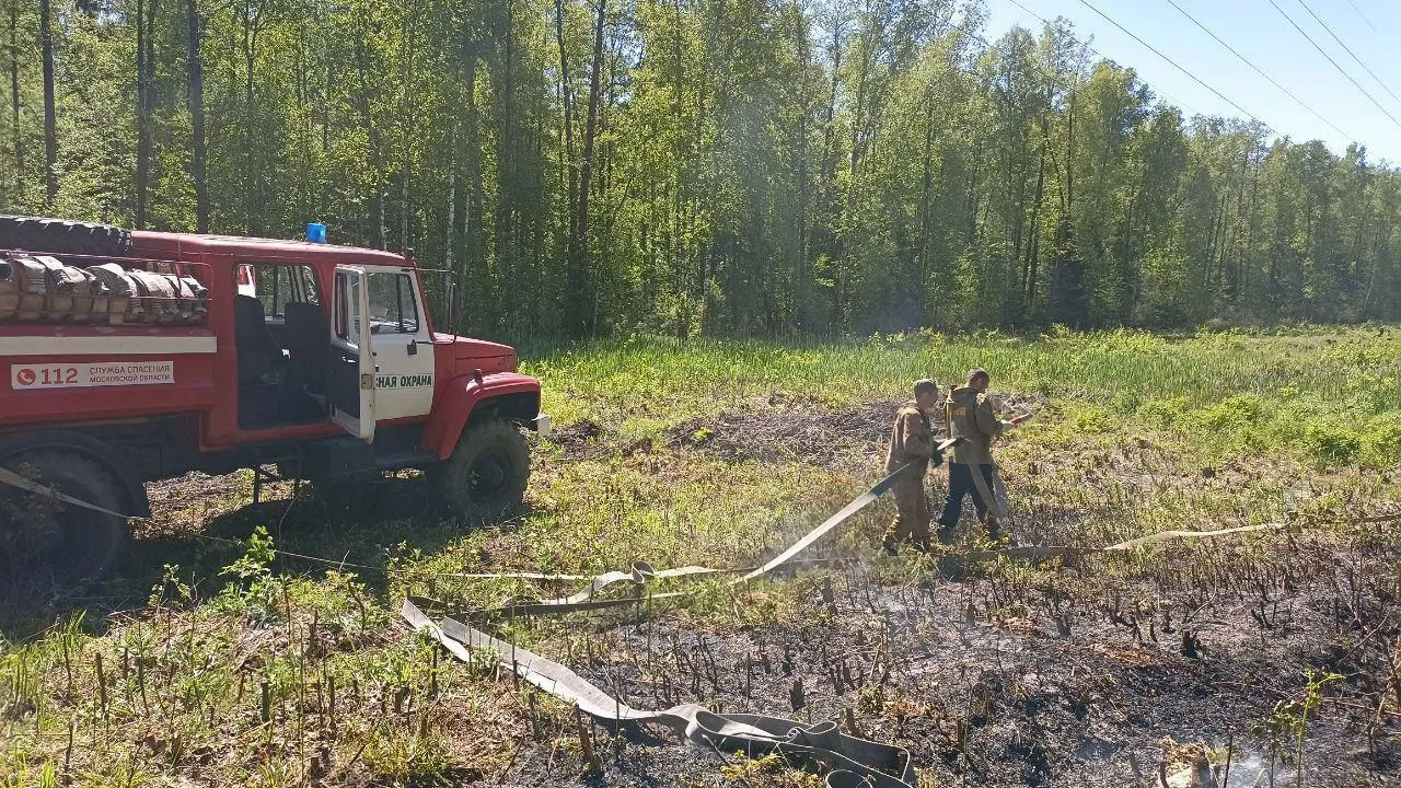 Фото: Комитет лесного хозяйства