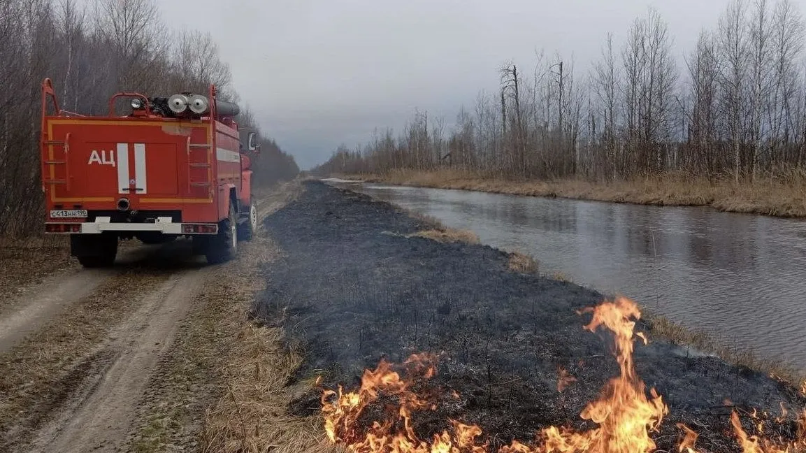 Фото: пресс-служба Комитета лесного хозяйства Московской области.