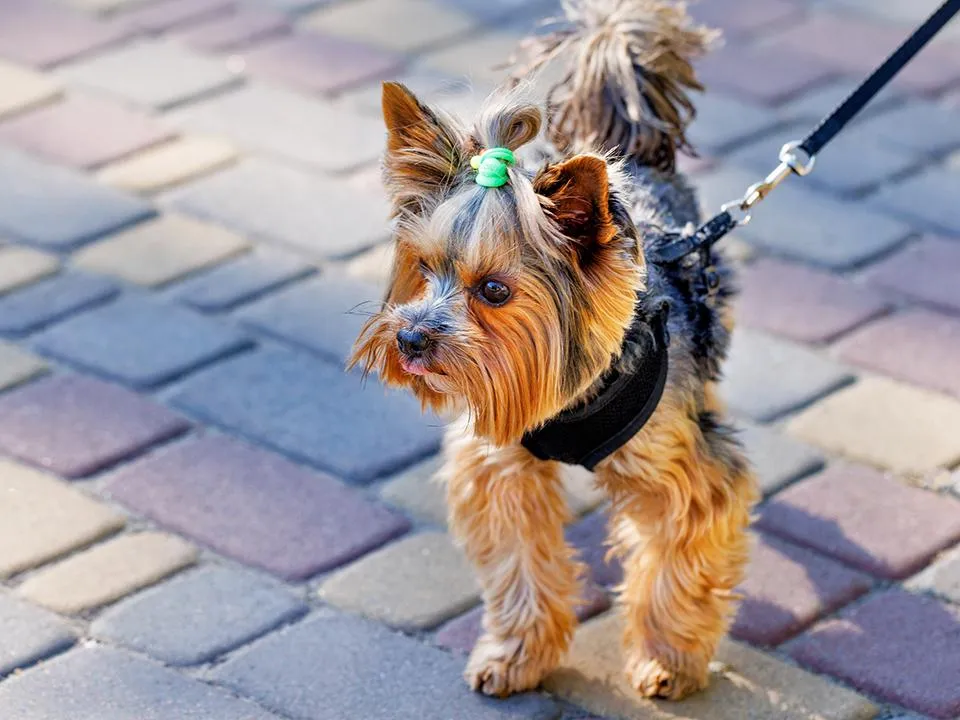 Фото: istockphoto.com/Sergii Petruk