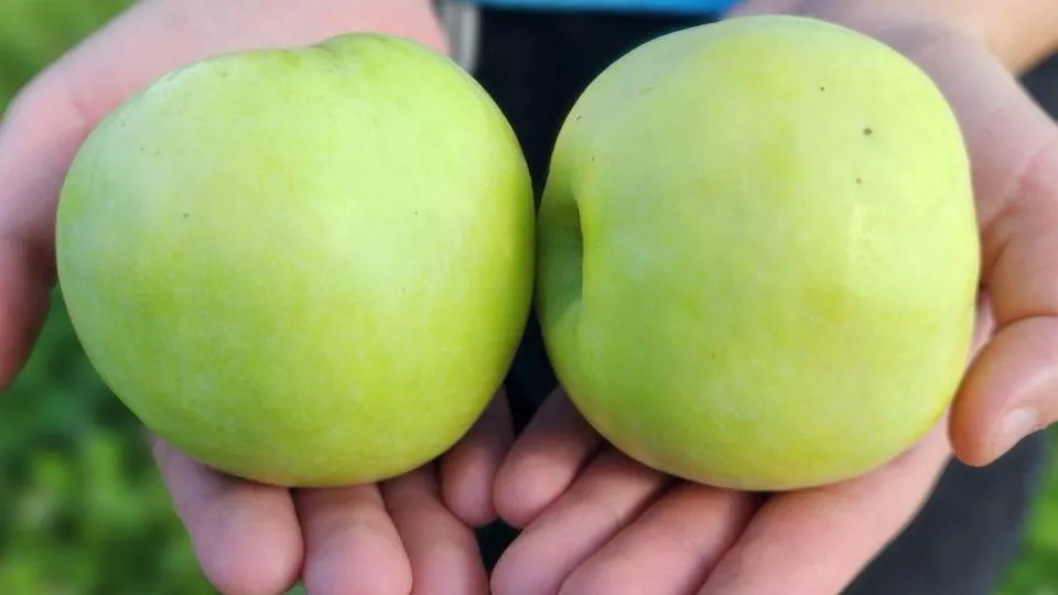 Фото: Медиабанк Подмосковья/Анна Шолохова