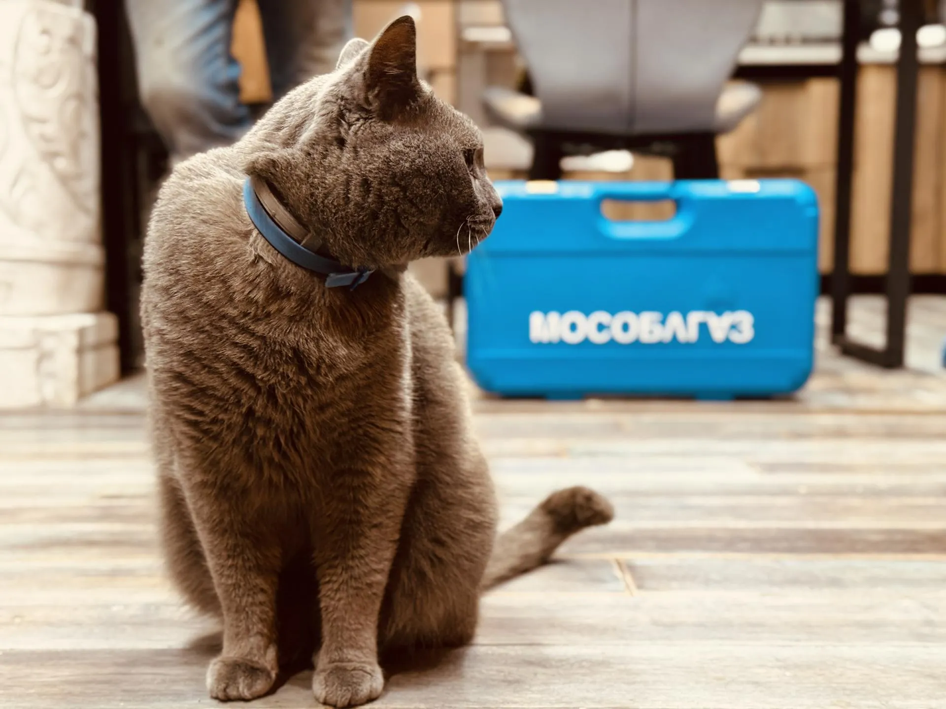 Фото: МедиаБанк Подмосковья/Ольга Стаферова