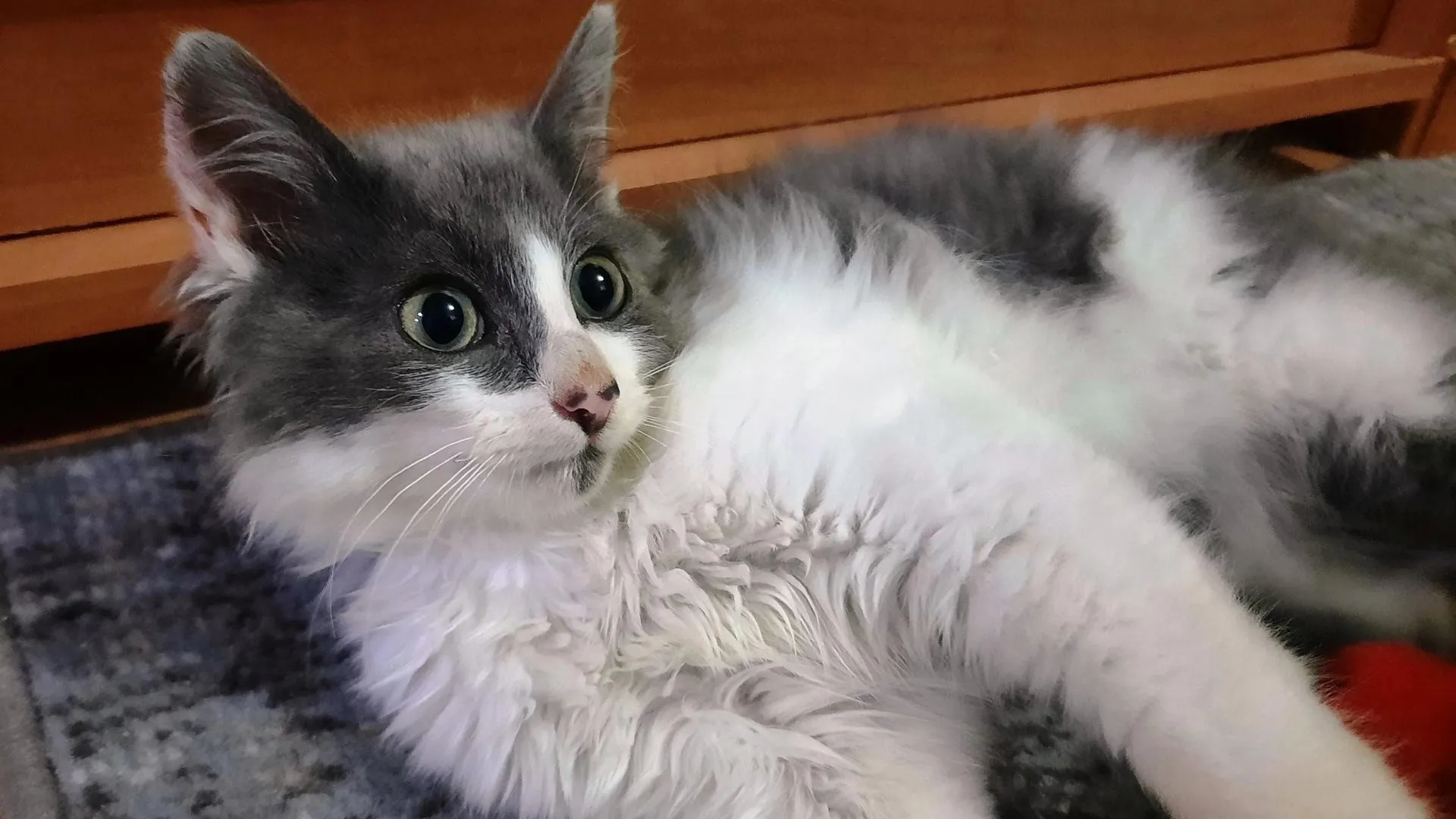 Фото: Подслушано Истра (новая) / ВКонтакте