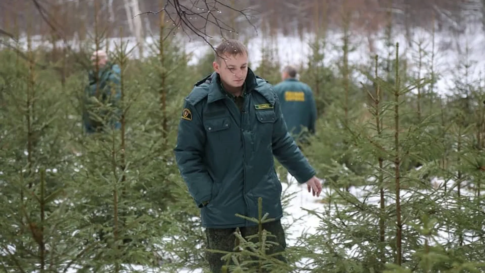 Фото: филиал «Русский лес» ГКУ МО «Мособллес»