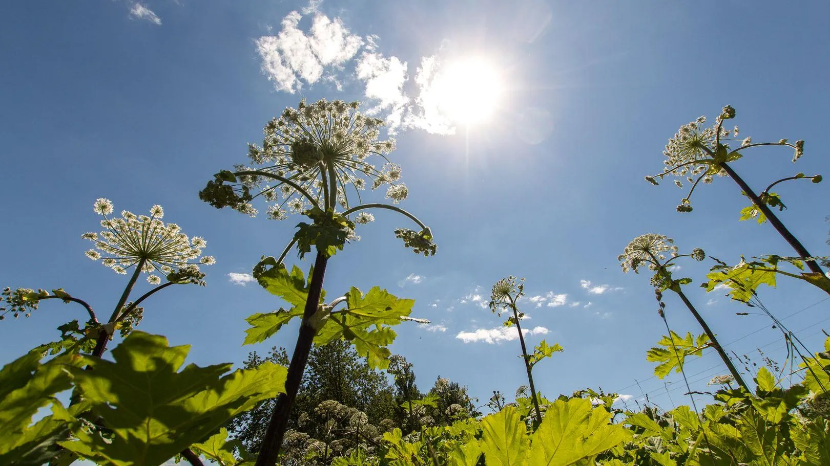 медиасток.рф