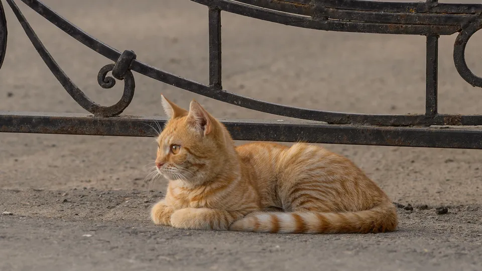 Фото: медиасток.рф