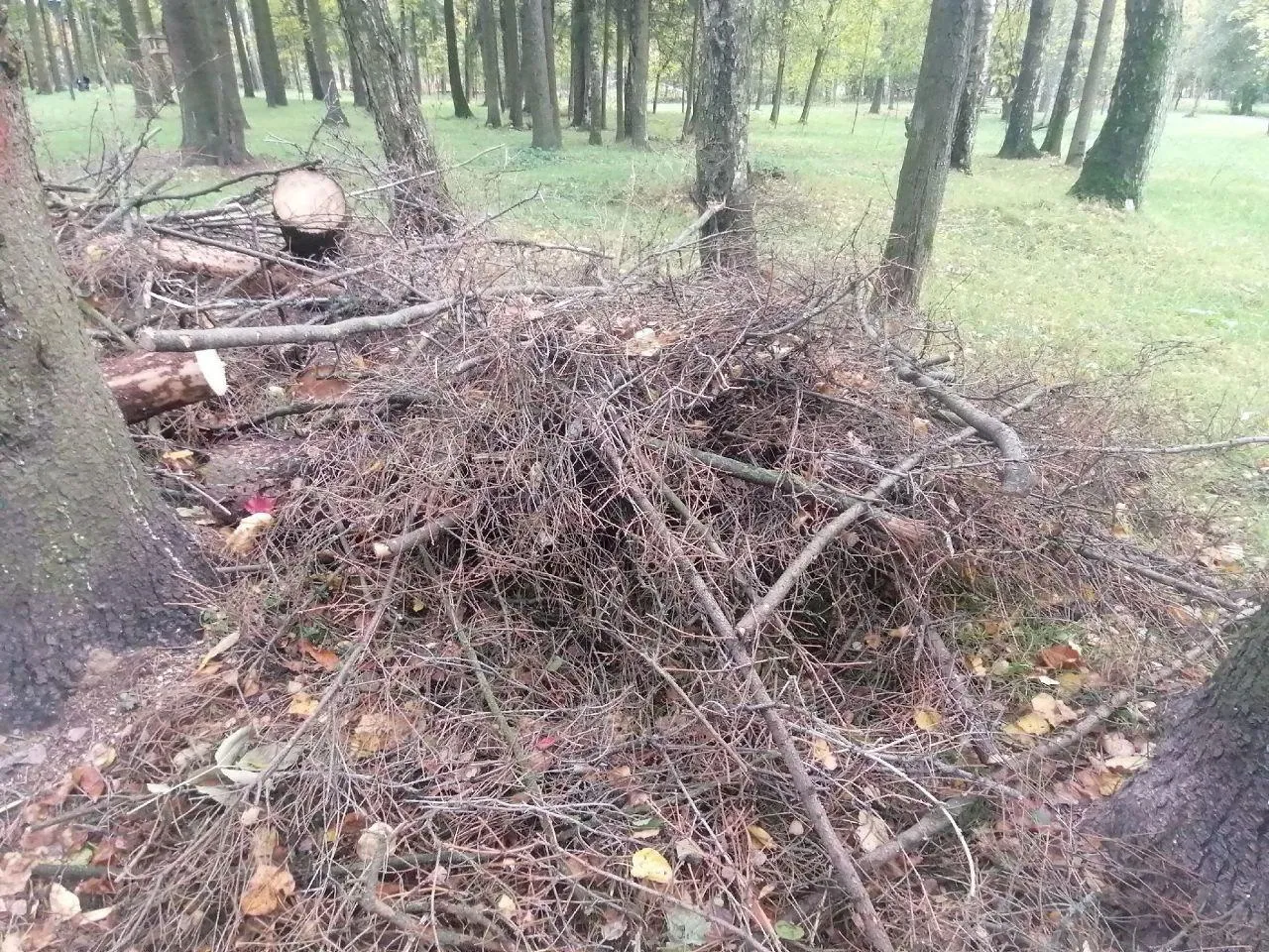 фото: Telegram-канал "КраснознаменскLIVE новости"