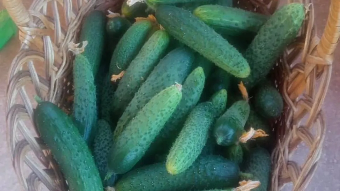 Фото: городская доска объявлений