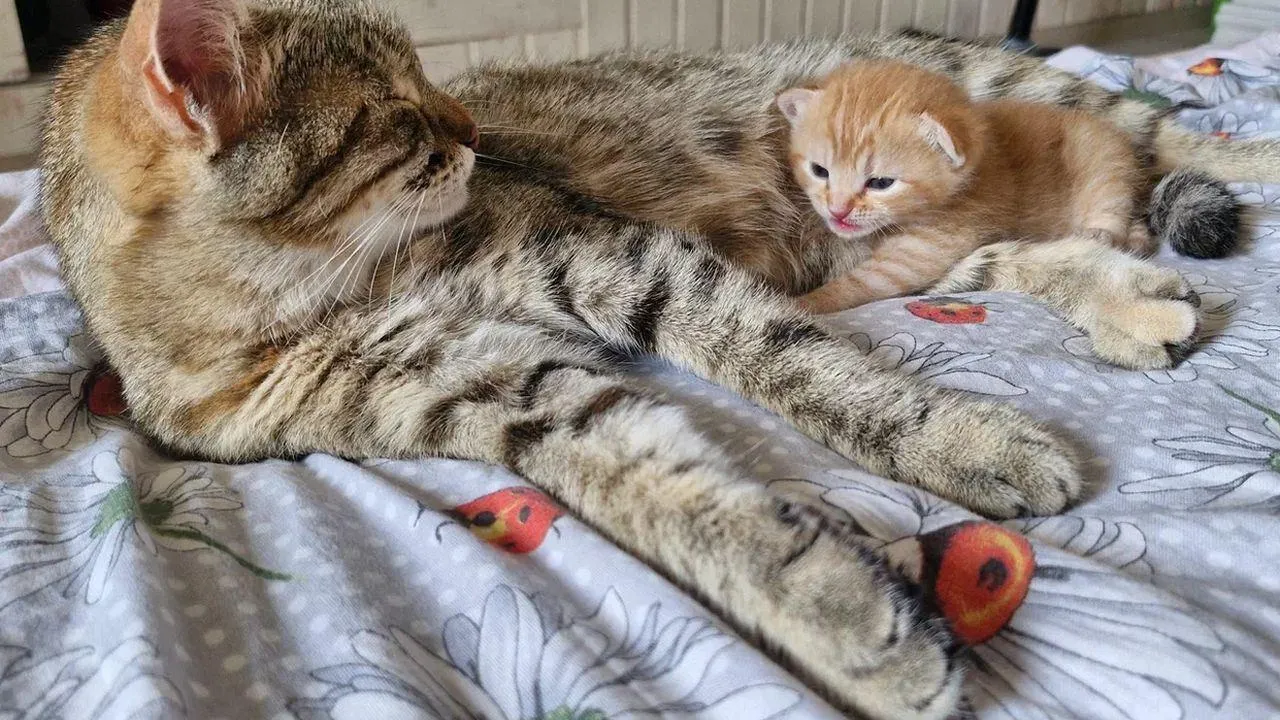 REGIONS/Наталия Надточая